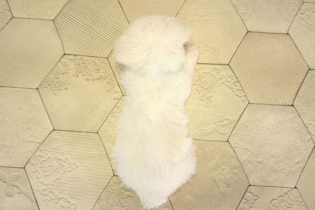 静岡県のビションフリーゼ (Coo&RIKU富士店/2026年1月14日生まれ/男の子/ホワイト)の子犬の4枚目の画像