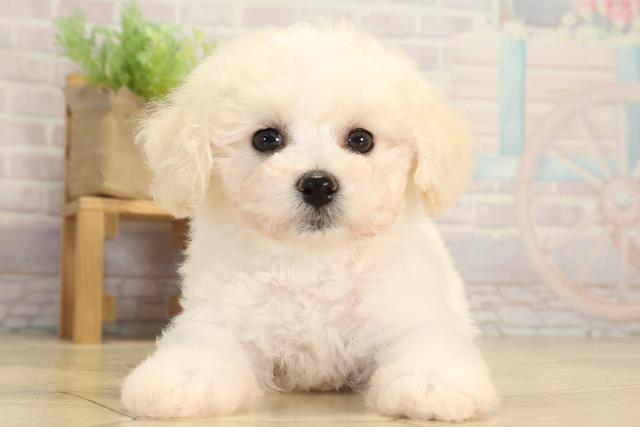 静岡県のビションフリーゼ (Coo&RIKU掛川店/2026年1月14日生まれ/男の子/ホワイト)の子犬の1枚目の画像