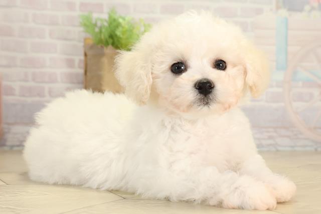 静岡県のビションフリーゼ (Coo&RIKU掛川店/2026年1月14日生まれ/男の子/ホワイト)の子犬の2枚目の画像