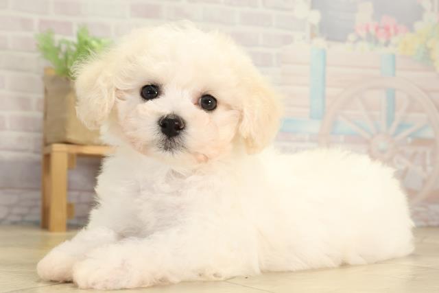 静岡県のビションフリーゼ (Coo&RIKU掛川店/2026年1月14日生まれ/男の子/ホワイト)の子犬の3枚目の画像