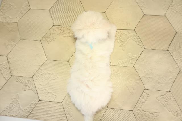 静岡県のビションフリーゼ (Coo&RIKU掛川店/2026年1月14日生まれ/男の子/ホワイト)の子犬の4枚目の画像