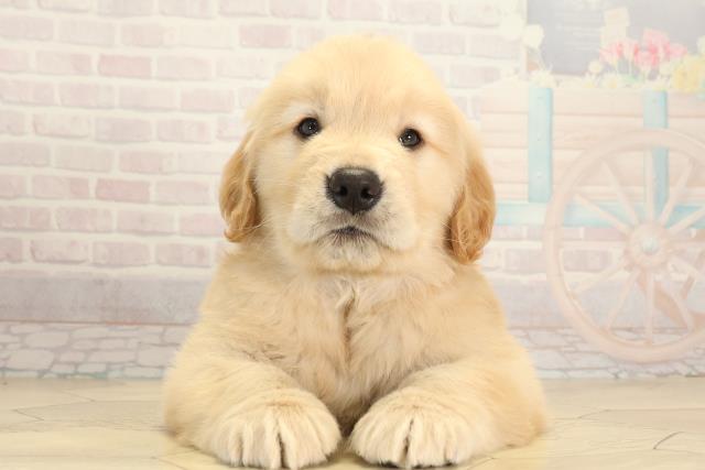 ゴールデン・レトリバー