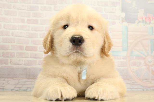 ゴールデン・レトリバー