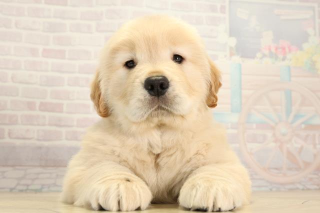 ゴールデン・レトリバー