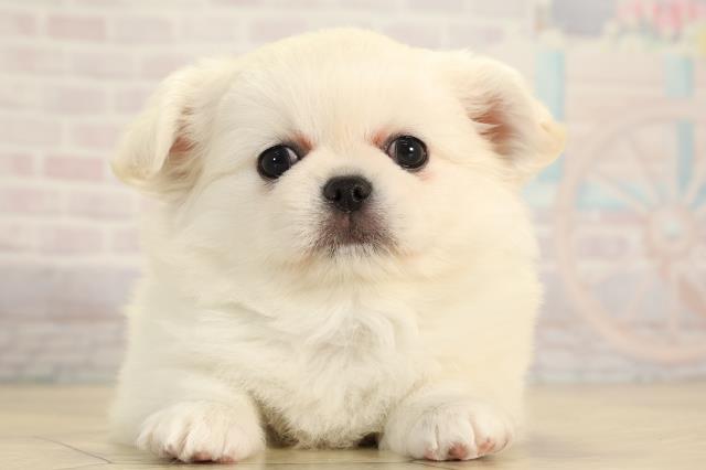 静岡県のチワペキ/ペキチー/ペキチワ(チワワ×ペキニーズ) (Coo&RIKU浜松店/2026年1月14日生まれ/男の子/クリーム)の子犬の1枚目の画像