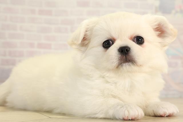 静岡県のチワペキ/ペキチー/ペキチワ(チワワ×ペキニーズ) (Coo&RIKU浜松店/2026年1月14日生まれ/男の子/クリーム)の子犬の2枚目の画像