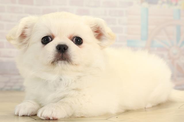 静岡県のチワペキ/ペキチー/ペキチワ(チワワ×ペキニーズ) (Coo&RIKU浜松店/2026年1月14日生まれ/男の子/クリーム)の子犬の3枚目の画像