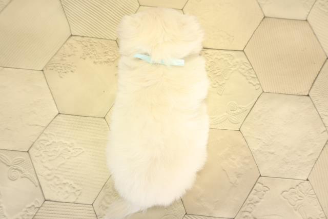 静岡県のチワペキ/ペキチー/ペキチワ(チワワ×ペキニーズ) (Coo&RIKU浜松店/2026年1月14日生まれ/男の子/クリーム)の子犬の4枚目の画像