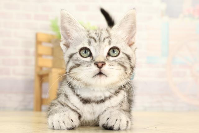 アメリカンショートヘアー