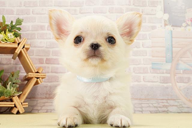 静岡県のチワワ(ロング) (Coo&RIKU浜松店/2026年1月10日生まれ/男の子/クリーム)の子犬の1枚目の画像