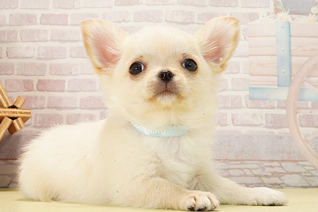 静岡県のチワワ(ロング) (Coo&RIKU浜松店/2026年1月10日生まれ/男の子/クリーム)の子犬の2枚目の画像