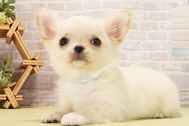 静岡県のチワワ(ロング) (Coo&RIKU浜松店/2026年1月10日生まれ/男の子/クリーム)の子犬の3枚目の画像