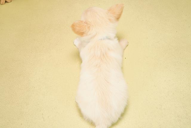 静岡県のチワワ(ロング) (Coo&RIKU浜松店/2026年1月10日生まれ/男の子/クリーム)の子犬の4枚目の画像