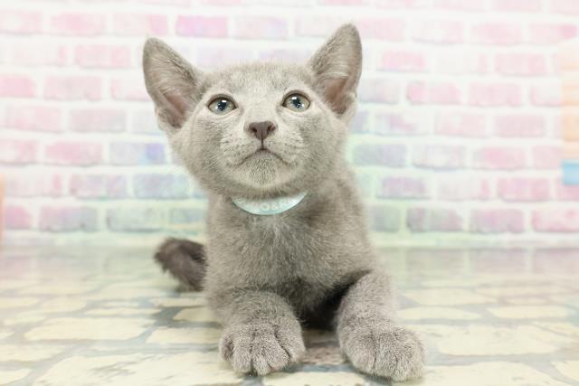 ロシアンブルー