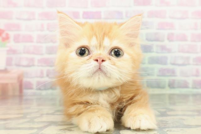 山梨県のミヌエット (Coo&RIKU甲府昭和通り店/2025年12月3日生まれ/男の子/レッドタビー)の子猫