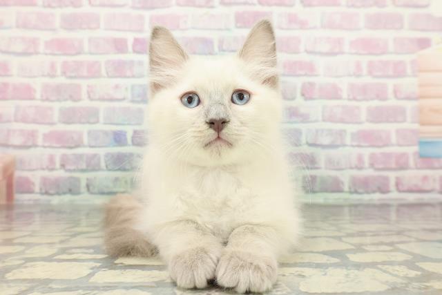 神奈川県のラグドール (Coo&RIKU小田原店/2025年12月18日生まれ/男の子/ブルーポイント)の子猫の1枚目の画像