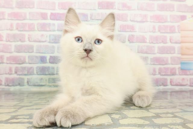 神奈川県のラグドール (Coo&RIKU小田原店/2025年12月18日生まれ/男の子/ブルーポイント)の子猫の2枚目の画像