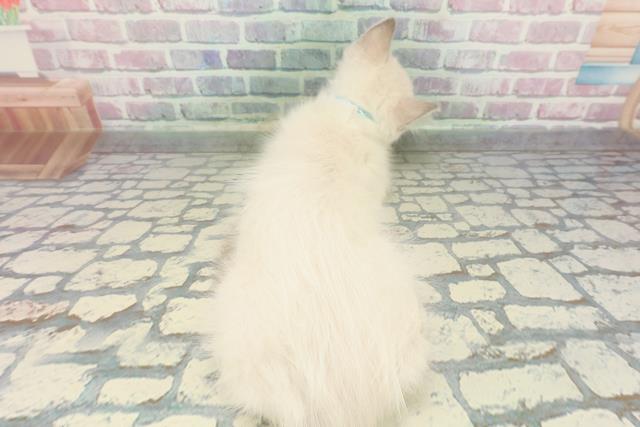 神奈川県のラグドール (Coo&RIKU小田原店/2025年12月18日生まれ/男の子/ブルーポイント)の子猫の4枚目の画像