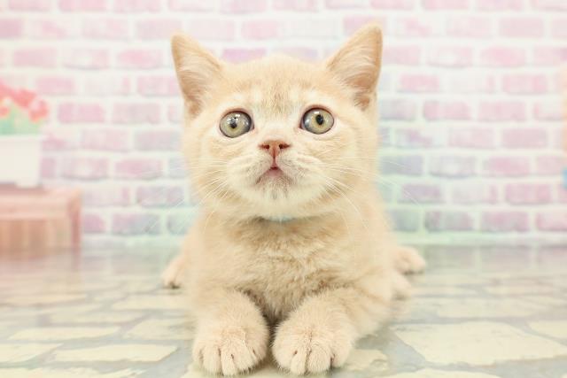 ブリティッシュショートヘアー