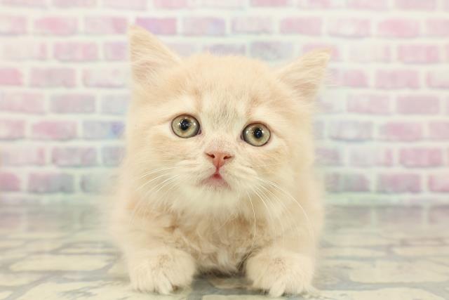 栃木県のブリティッシュロングヘアー (Coo&RIKU足利店/2026年1月7日生まれ/女の子/クリーム)の子猫の1枚目の画像