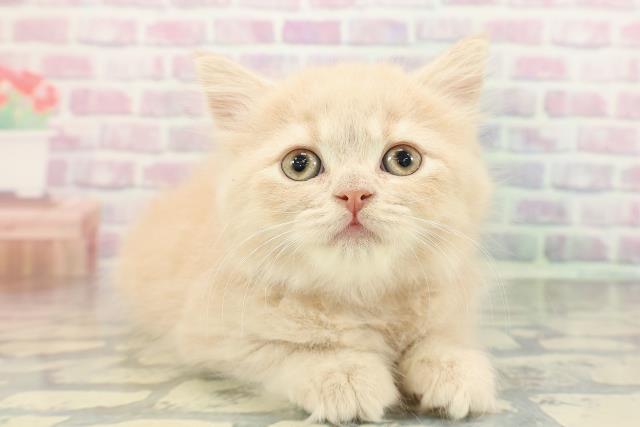 栃木県のブリティッシュロングヘアー (Coo&RIKU足利店/2026年1月7日生まれ/女の子/クリーム)の子猫の3枚目の画像