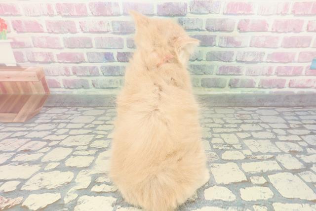 栃木県のブリティッシュロングヘアー (Coo&RIKU足利店/2026年1月7日生まれ/女の子/クリーム)の子猫の4枚目の画像