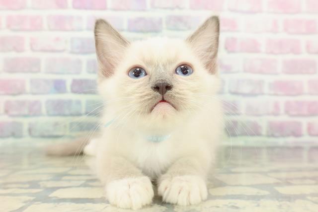 神奈川県のラグドール (Coo&RIKU江の島店/2026年1月14日生まれ/男の子/ブルーポイントミテッド)の子猫の1枚目の画像