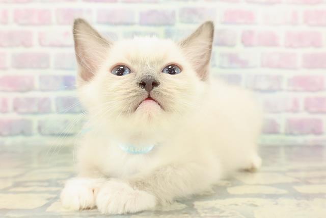 神奈川県のラグドール (Coo&RIKU江の島店/2026年1月14日生まれ/男の子/ブルーポイントミテッド)の子猫の2枚目の画像