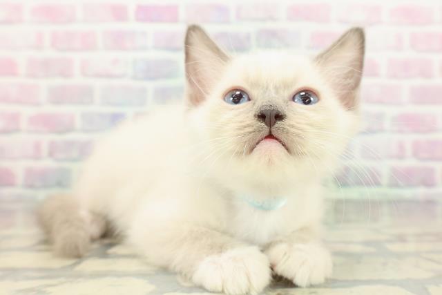 神奈川県のラグドール (Coo&RIKU江の島店/2026年1月14日生まれ/男の子/ブルーポイントミテッド)の子猫の3枚目の画像