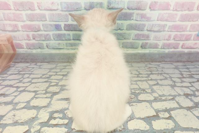 神奈川県のラグドール (Coo&RIKU江の島店/2026年1月14日生まれ/男の子/ブルーポイントミテッド)の子猫の4枚目の画像