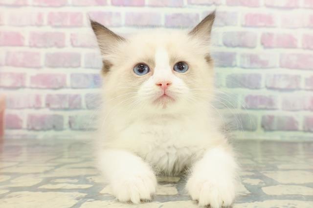 東京都のラグドール (Coo&RIKU東久留米店/2026年1月14日生まれ/女の子/シールポイントバイカラー)の子猫の1枚目の画像