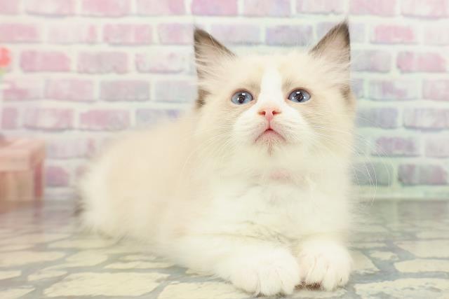 東京都のラグドール (Coo&RIKU東久留米店/2026年1月14日生まれ/女の子/シールポイントバイカラー)の子猫の3枚目の画像