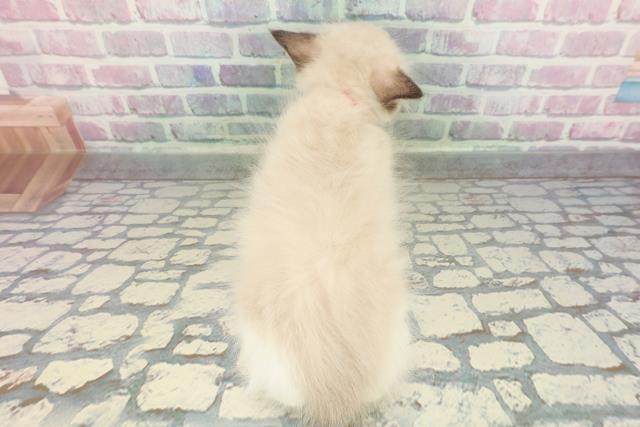 東京都のラグドール (Coo&RIKU東久留米店/2026年1月14日生まれ/女の子/シールポイントバイカラー)の子猫の4枚目の画像