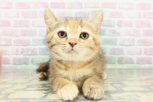 マンチカン（長足）