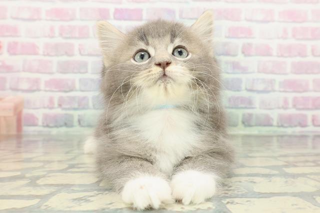 栃木県のサイベリアン (Coo&RIKUFKDインターパーク店/2026年1月8日生まれ/男の子/ブルータビーホワイト)の子猫の1枚目の画像