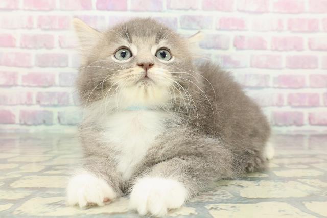 栃木県のサイベリアン (Coo&RIKUFKDインターパーク店/2026年1月8日生まれ/男の子/ブルータビーホワイト)の子猫の2枚目の画像