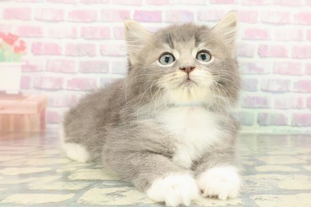 栃木県のサイベリアン (Coo&RIKUFKDインターパーク店/2026年1月8日生まれ/男の子/ブルータビーホワイト)の子猫の3枚目の画像