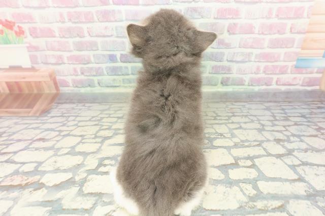 栃木県のサイベリアン (Coo&RIKUFKDインターパーク店/2026年1月8日生まれ/男の子/ブルータビーホワイト)の子猫の4枚目の画像