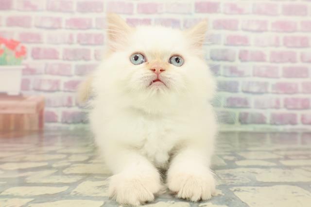 茨城県のヒマラヤン (Coo&RIKU筑西店/2026年1月13日生まれ/男の子/レッドポイント)の子猫