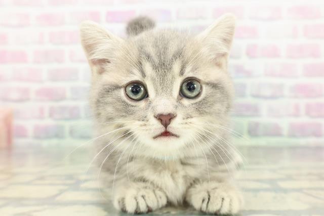 東京都のマンチカン (Coo&RIKU東久留米店/2026年1月14日生まれ/男の子/ブルークラシックタビー)の子猫の1枚目の画像