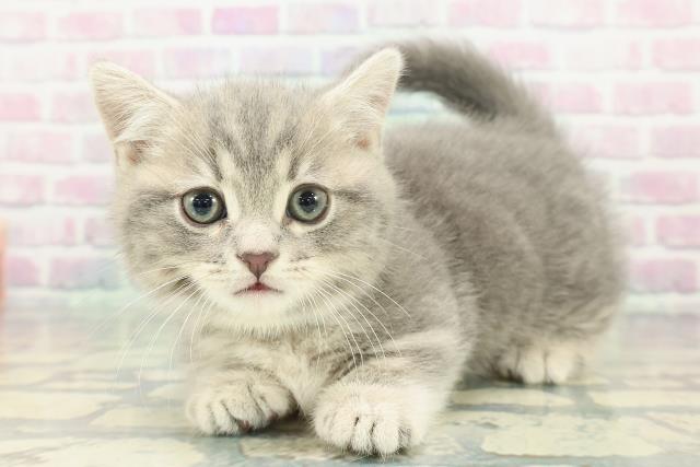 東京都のマンチカン (Coo&RIKU東久留米店/2026年1月14日生まれ/男の子/ブルークラシックタビー)の子猫の2枚目の画像