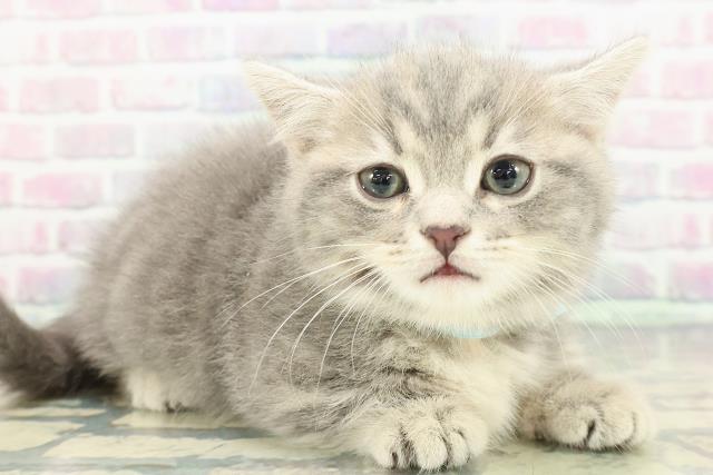 東京都のマンチカン (Coo&RIKU東久留米店/2026年1月14日生まれ/男の子/ブルークラシックタビー)の子猫の3枚目の画像