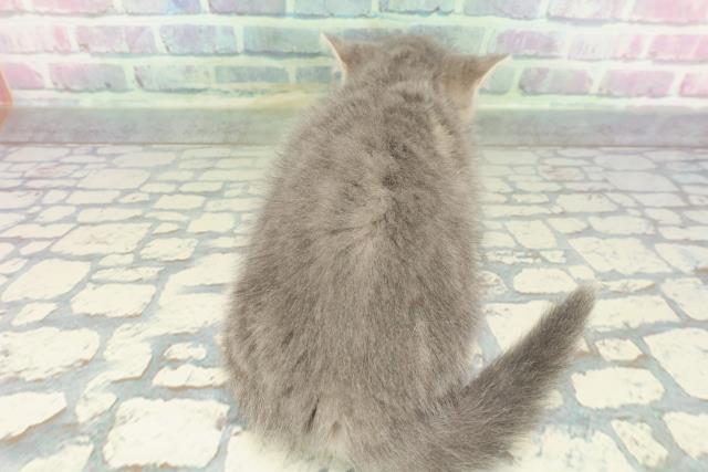 東京都のマンチカン (Coo&RIKU東久留米店/2026年1月14日生まれ/男の子/ブルークラシックタビー)の子猫の4枚目の画像