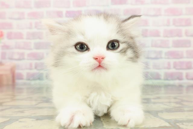 マンチカン（長足）