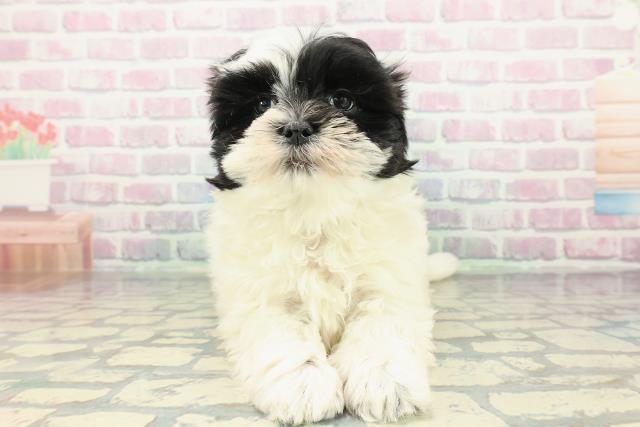 東京都のマルズー/マルシーズ(マルチーズ×シーズー) (Coo&RIKU八王子西店/2026年1月13日生まれ/男の子/ホワイトブラック)の子犬の1枚目の画像