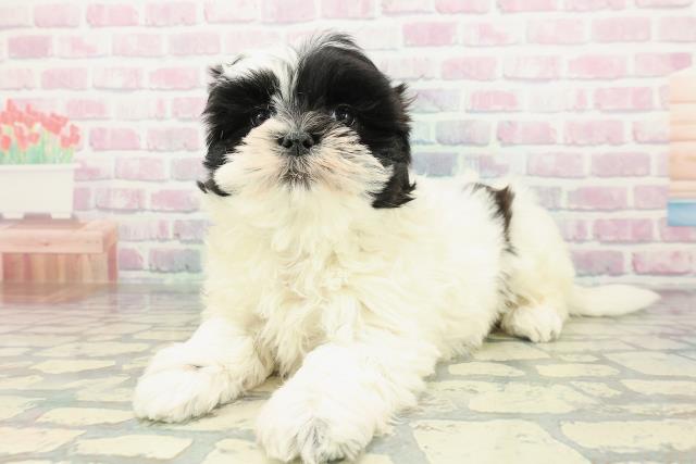 東京都のマルズー/マルシーズ(マルチーズ×シーズー) (Coo&RIKU八王子西店/2026年1月13日生まれ/男の子/ホワイトブラック)の子犬の2枚目の画像