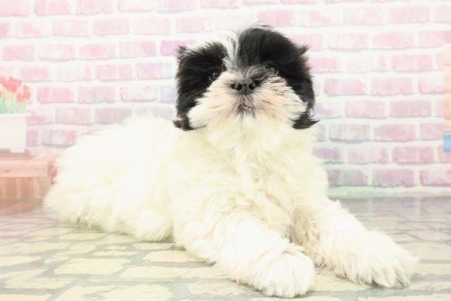 東京都のマルズー/マルシーズ(マルチーズ×シーズー) (Coo&RIKU八王子西店/2026年1月13日生まれ/男の子/ホワイトブラック)の子犬の3枚目の画像