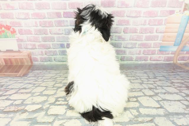 東京都のマルズー/マルシーズ(マルチーズ×シーズー) (Coo&RIKU八王子西店/2026年1月13日生まれ/男の子/ホワイトブラック)の子犬の4枚目の画像