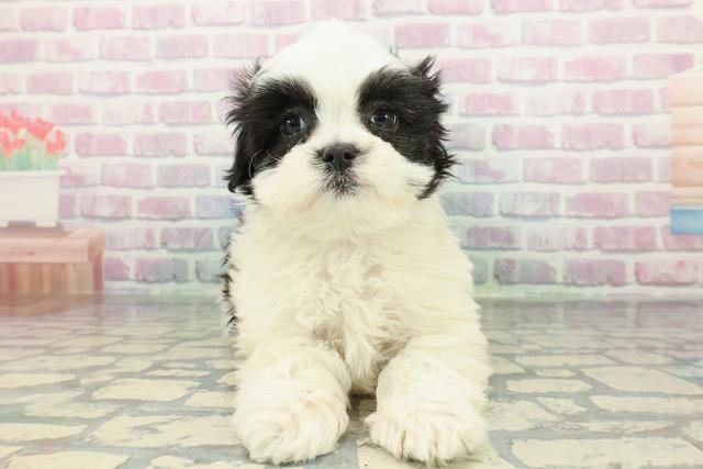 埼玉県のマルズー/マルシーズ(マルチーズ×シーズー) (Coo&RIKU川越店/2026年1月13日生まれ/男の子/ホワイトブラック)の子犬の1枚目の画像