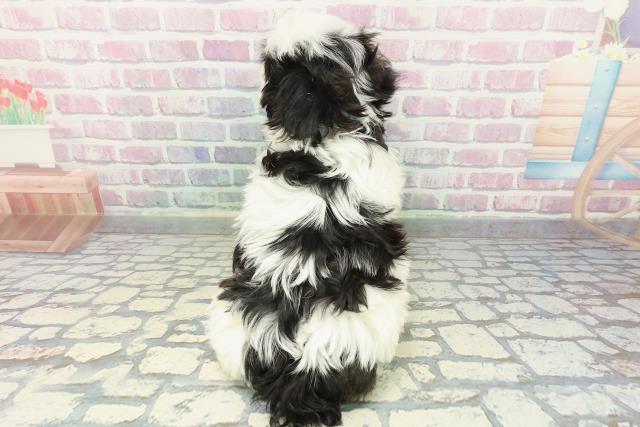 埼玉県のマルズー/マルシーズ(マルチーズ×シーズー) (Coo&RIKU川越店/2026年1月13日生まれ/男の子/ホワイトブラック)の子犬の4枚目の画像